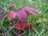 Herbst Herbst